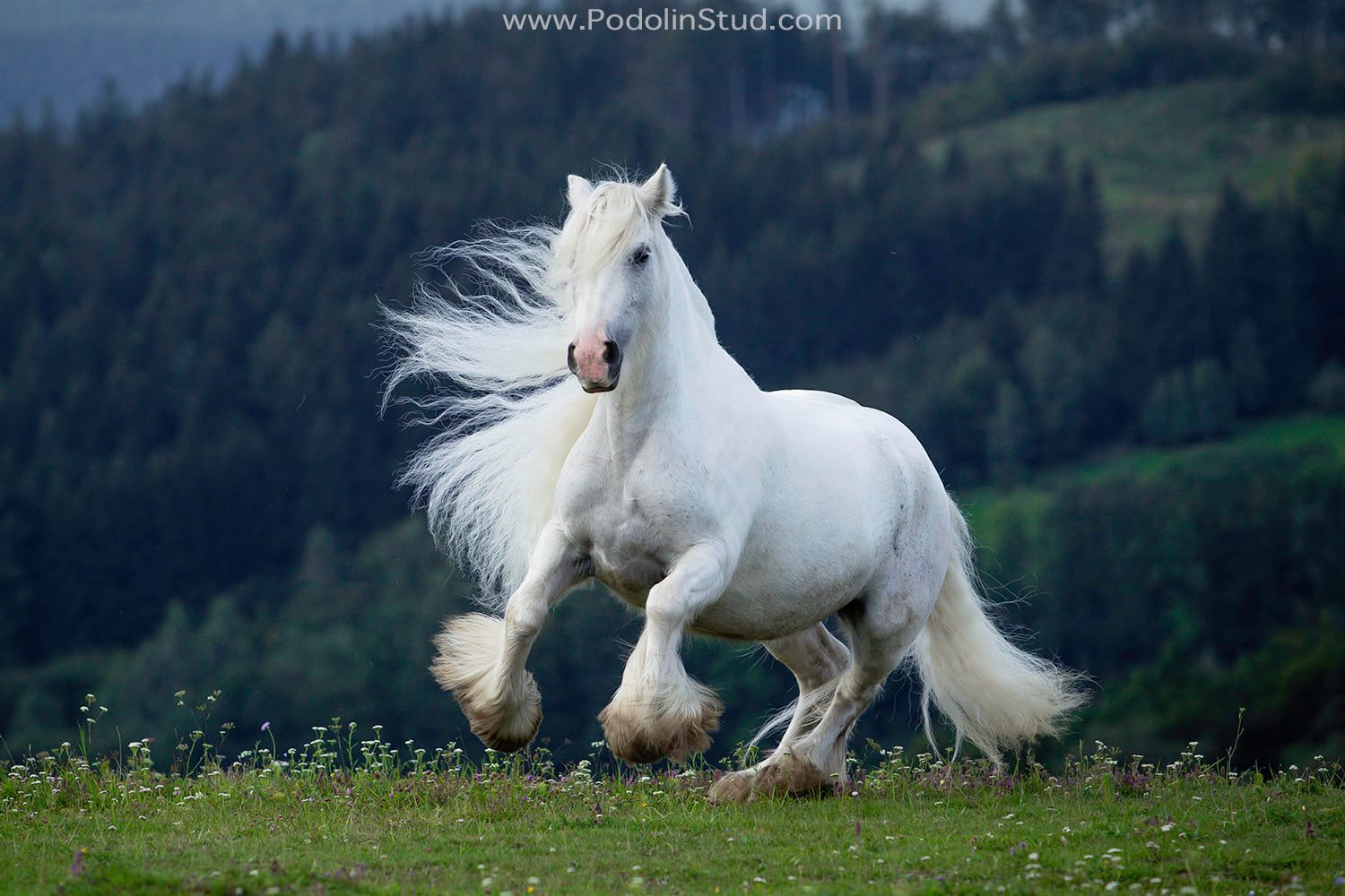 Blue and White Gypsy Cob